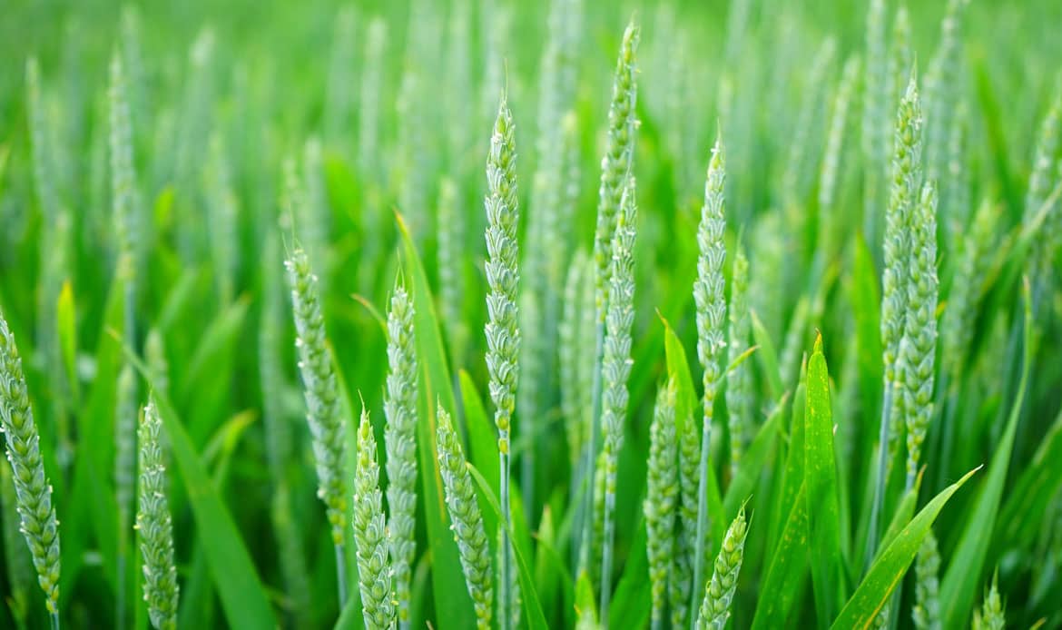 agriculture_1-1170x694